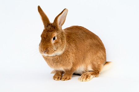 红发兔子黄褐色宠物红色头发毛皮背景图片