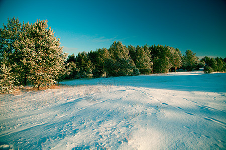 冬季风景木材植被场景种子林地木头叶子植物国家绿色植物图片
