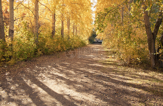 秋季风景树叶场景林地种子水平树木季节叶子森林木材图片