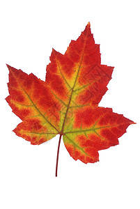 秋叶叶树叶季节性植物绿色红色背景图片