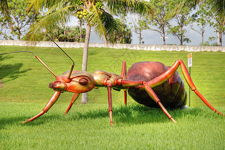 2009年1月 佛罗里达州西棕榈海滩巨型蚂蚁图片
