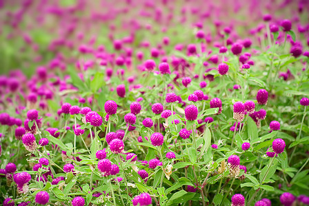 美丽的紫色花朵     淋膜花公园植物群花园植物学园艺球体农村环境植物花束图片