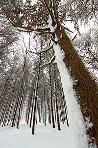 Rock Cut州公园  伊利诺伊州栖息地生态降雪岩石林地植被树木公园旅行松树图片