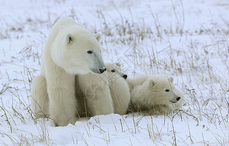 北极熊与幼崽捕食者海事旅行毛皮鼻子寒冷动物孩子们荒野公子图片