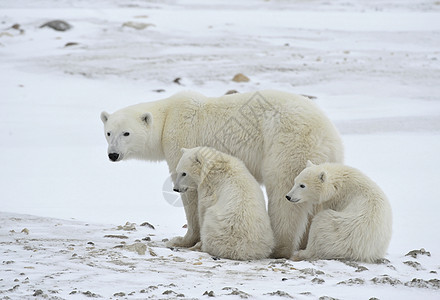 北极熊与幼崽生物海事鼻子母亲食肉危险栖息地妈妈哺乳动物寒冷图片