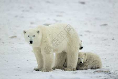 北极熊与幼崽鼻子旅行蓝色海事危险动物捕食者妈妈天气野生动物图片