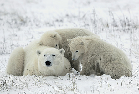 北极熊与幼崽孩子们妈妈爪子哺乳动物母亲捕食者童年濒危野生动物食肉图片
