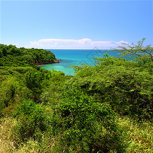 Guanica保留地波多黎各森林天堂生态旅游公园热带支撑爬坡植被海洋树叶图片