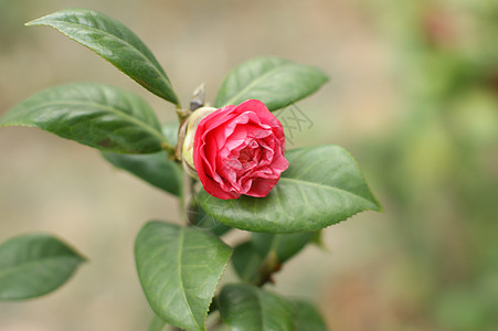 骆驼植物叶子树叶植被蔬菜雏菊粳稻背景图片