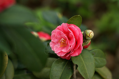 骆驼烟花图片