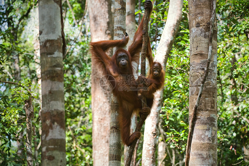 一只有婴儿的猩猩雌性童年野生动物少年女性灵长类母亲母性荒野动物雨林图片