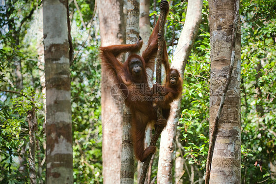 一只有婴儿的猩猩雌性童年野生动物少年女性灵长类母亲母性荒野动物雨林图片