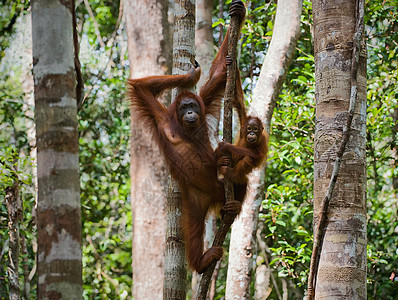 一只有婴儿的猩猩雌性妈妈男性少年丛林雨林夫妻荒野濒危动物家庭图片