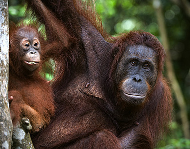一只有婴儿的猩猩雌性动物男性荒野孩子哺乳动物灵长类丛林女性幼兽原始人图片