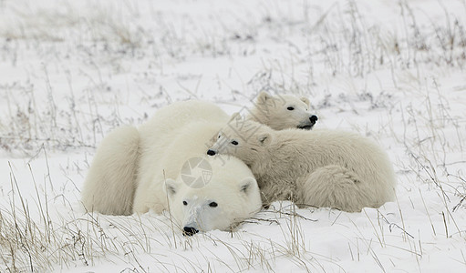 北极熊与幼崽天气苔原寒冷动物孩子们野生动物捕食者危险母性海事图片