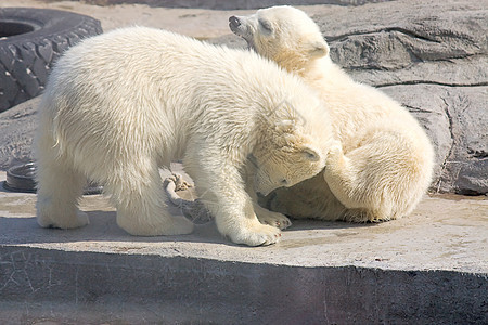 熊濒危动物园物种动物游戏幼崽照片图片