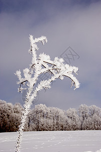 冬季风景和套圈植物雾凇荒野天空图片