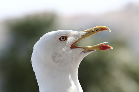 野海鸥肖像海洋海鸟野生动物自由眼睛航班白色动物翅膀图片
