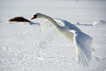 白天鹅野生动物动物天空蓝色速度翼展翅膀飞行羽毛白色图片