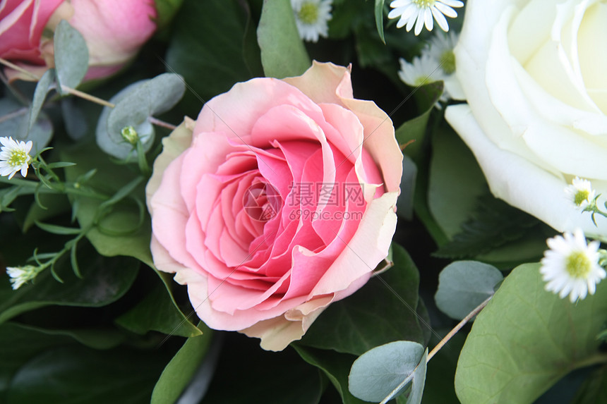 单粉色玫瑰花白色花瓣玫瑰宏观花朵花束图片