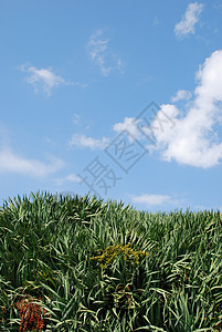 龙血树(天空背景)图片