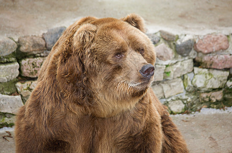 熊毛皮野生动物棕色哺乳动物动物园荒野图片