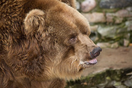 熊哺乳动物荒野动物园毛皮野生动物棕色图片