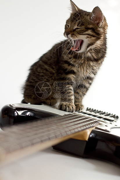 让我们摇滚吧虎斑猫咪音乐停留细绳吉他故事毛巾哺乳动物岩石图片