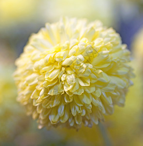 黄花植物红花花瓣植物群生长草本植物植物学绿色黄色宏观图片