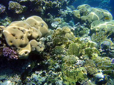 红海珊瑚园图片