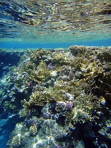 红海珊瑚园 2图片