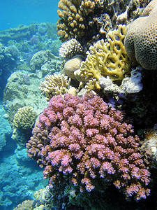 红海珊瑚园 3图片