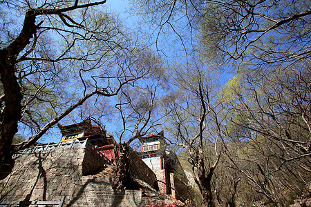 旅游观光景寺庙历史公园大树旅行宗教建筑游客蓝天宝塔图片