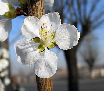 梨花梨树花朵白色蓝色背景图片