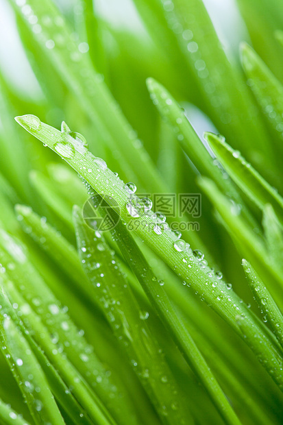 湿绿色图片