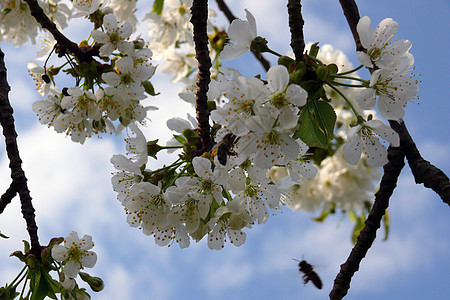樱花花蓝色雄蕊甜甜圈蝴蝶植物传单花瓣蜂蜜速度背景图片