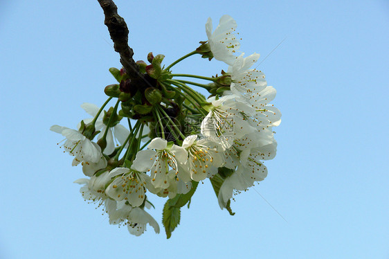 樱花花蜜蜂工作传单花瓣雄蕊速度天空蓝天枝条蜂蜜图片