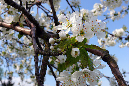 樱花花白色花粉工作植物速度蝴蝶蓝天蜂蜜传单雄蕊图片