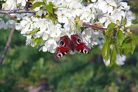 樱花 蝴蝶蓝色水果枝条甜甜圈背景花粉白色植物蜂蜜传单图片
