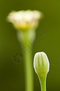 黄色花朵 准备打开了宏观花瓣昆虫花粉图片