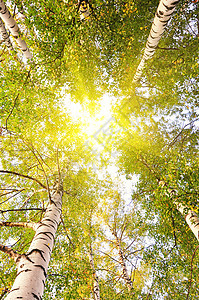阳光下苍蓝的天空上树冠公园桦木枝条森林季节天气晴天蓝色木头树干秋天高清图片素材