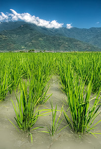 水中美丽的大米田地图片