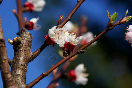 樱花花白色花瓣红色天空蓝色植物水果背景图片