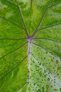 叶子上的水滴环境棕榈雨滴背景图片