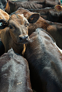 种子中的牛排农业喂养壁球库存犊牛家畜动物照片饲养场乡村图片