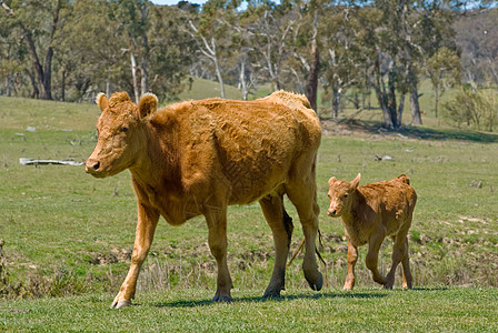母牛和小牛妈妈国家动物肉牛照片牛肉风光草地农场乡村图片