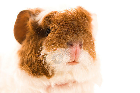 婴儿实验性小猪仓鼠白色红色爪子哺乳动物毛皮鼻子宏观工作室宠物啮齿动物高清图片素材
