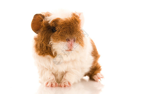 婴儿实验性小猪哺乳动物反射宠物爪子工作室棕色耳朵宏观毛皮红色图片