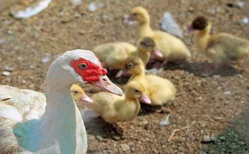 母鸭婴儿小鸭子守护母亲手表动物黄色警卫背景图片