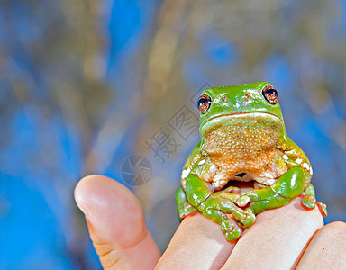 绿树青蛙被吊起来图片